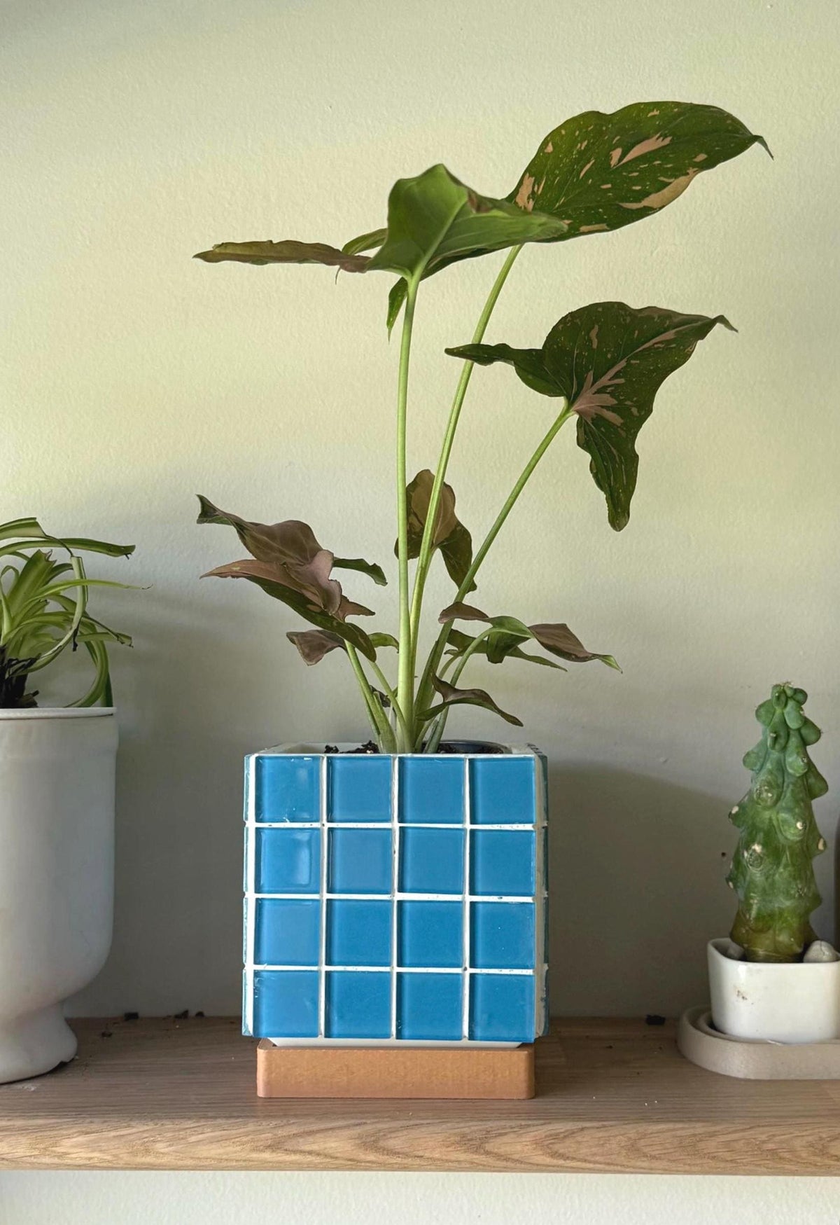 ColorBloc | Sky Blue