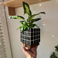 Black Mosaic Tile Planter with Drip Tray | Mid-Century Modern Plant Pot