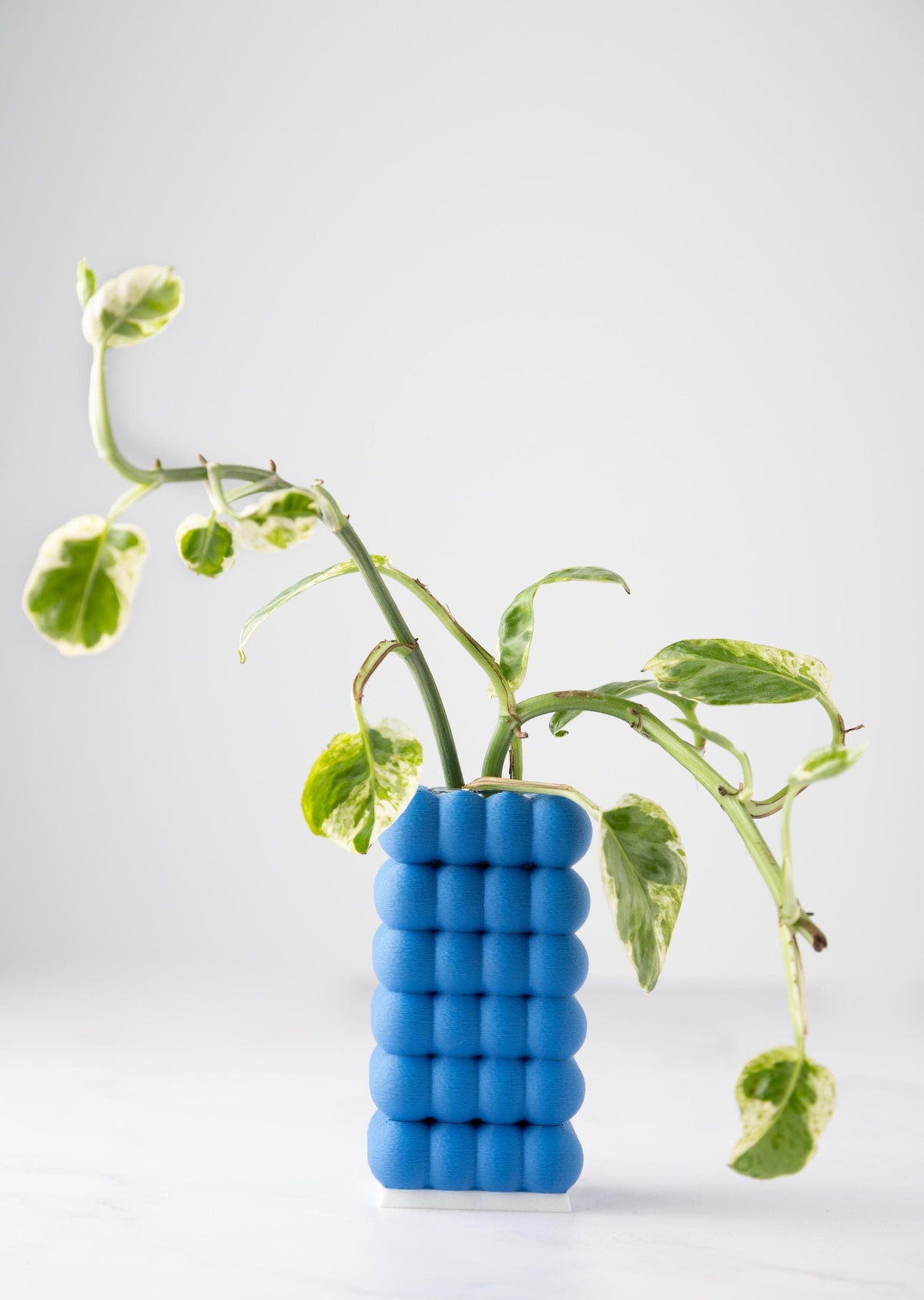 Bubble Propgation Vase | BAUBBLE
